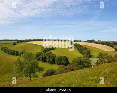 Le pâturage de prairies et des haies de colline dans le pittoresque English Channel avec des pentes herbeuses sous un ciel bleu nuageux en été Banque D'Images