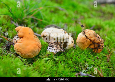 Trois Hydnum repandum champignons dans la forêt Banque D'Images