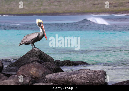 Pélican brun (Pelecanus occidentalis) assis sur un rocher à Suarez point, l'île d'Espanola, parc national des Galapagos, Equateur. Banque D'Images