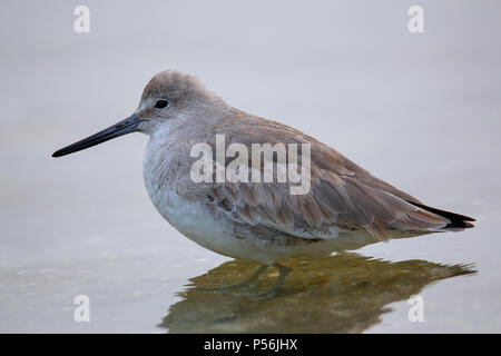 Willet (Tringa semipalmata) debout dans l'eau peu profonde Banque D'Images