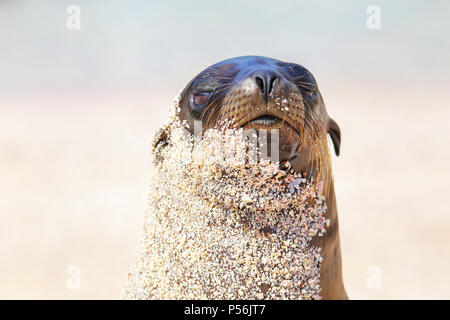 Portrait de lion de mer des Galapagos sur l'île d'Espanola, parc national des Galapagos, Equateur. Ces lions de mer se reproduisent exclusivement dans les Galapagos. Banque D'Images