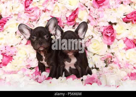Deux Bouledogue Français Puppys Banque D'Images