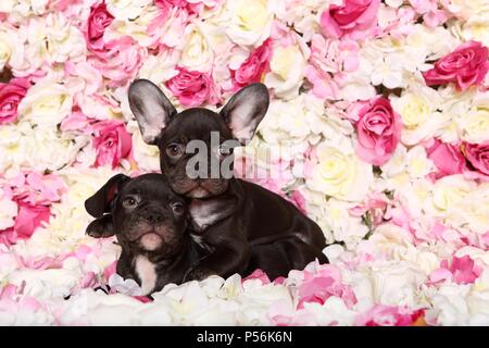 Deux Bouledogue Français Puppys Banque D'Images