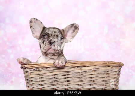 Chiot Bouledogue Français Banque D'Images