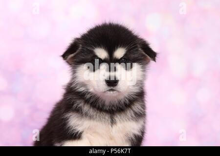 Chiot Malamute d'Alaska Banque D'Images