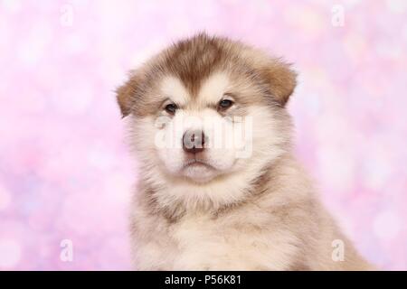 Chiot Malamute d'Alaska Banque D'Images
