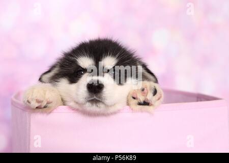 Chiot Malamute d'Alaska Banque D'Images