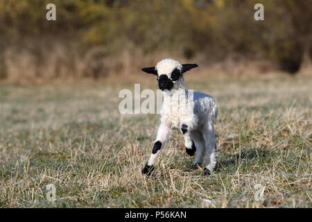 Valais naseux noir lamb Banque D'Images