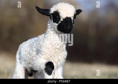 Valais naseux noir lamb Banque D'Images