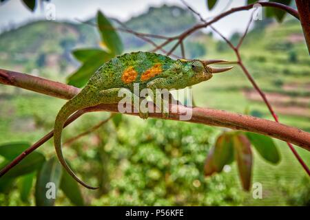 Jackson's chameleon Banque D'Images