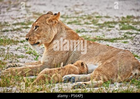 Lions Banque D'Images