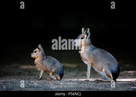 Cavy de Patagonie Banque D'Images