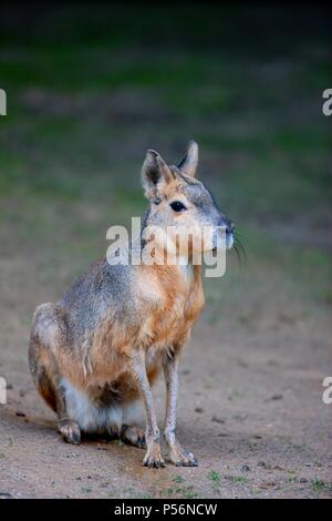 Cavy de Patagonie Banque D'Images