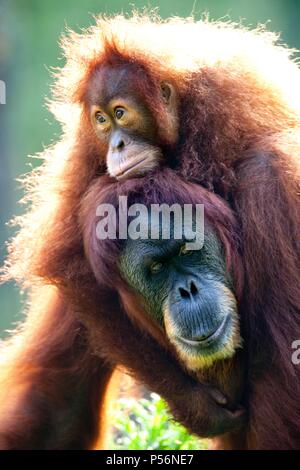 Les orangs-outans Banque D'Images