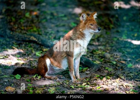 Dhole Banque D'Images