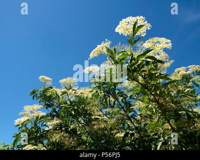 Elderflowers blanc dans une haie contre un ciel bleu à North Yorkshire Angleterre Knaresborough Banque D'Images