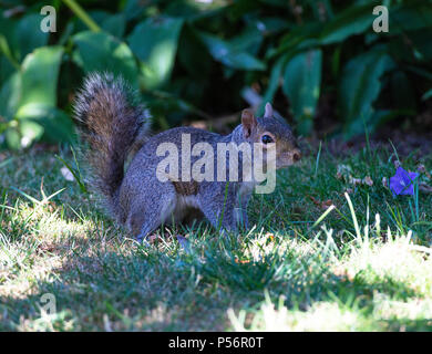 Un écureuil gris à la recherche de nourriture sur une pelouse dans un jardin en Alsager Cheshire England Royaume-Uni UK Banque D'Images