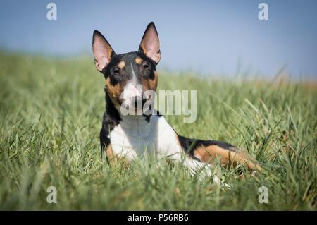 Bull Terrier Miniature couché Banque D'Images