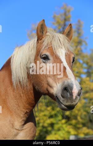 Portrait Haflinger Banque D'Images