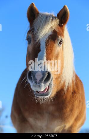 Portrait Haflinger Banque D'Images