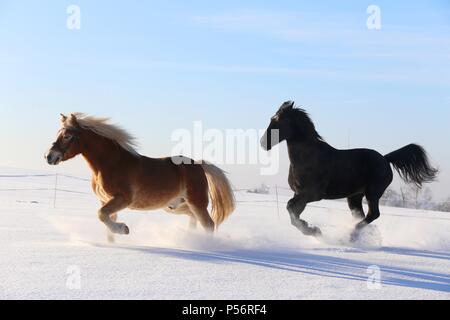 2 chevaux Banque D'Images