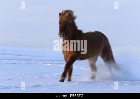Cheval au galop Banque D'Images