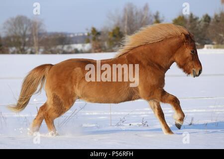 Cheval au galop Banque D'Images