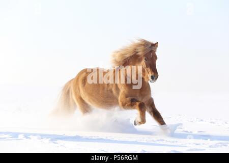 Cheval au galop Banque D'Images