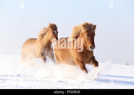 2 chevaux Islandais Banque D'Images