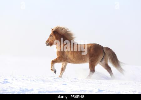 Cheval au galop Banque D'Images