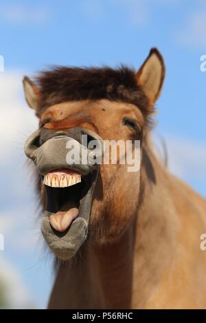 Portrait cheval islandais Banque D'Images