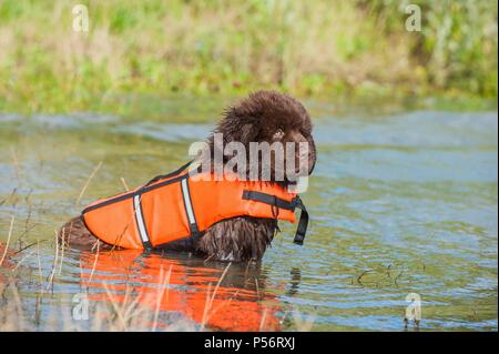 Chiot Terre-Neuve Banque D'Images