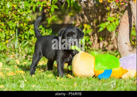 Labrador Retriever chiot Banque D'Images