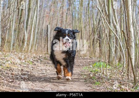 L'exécution de Bernese Mountain Dog Banque D'Images