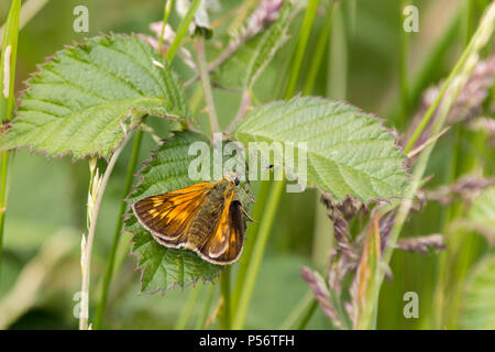 Grand patron ou Ochlodes venatus avec darkbrown et orange ailes supérieur avec marquages pâle underwings buffish orange avec taches plus pâles. Espèce ressemble comme Banque D'Images