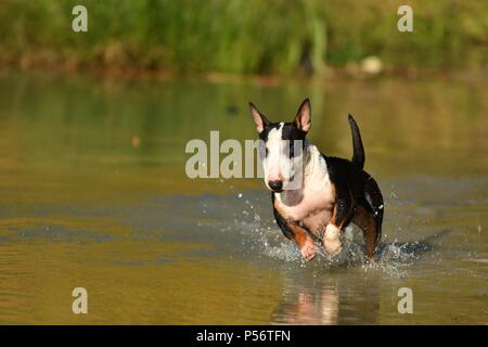 L'exécution de Bull Terrier Miniature Banque D'Images
