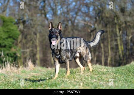 Berger Allemand RDA Banque D'Images