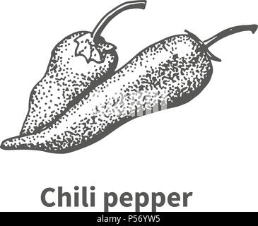 Vector illustration piment dessiné à la main Illustration de Vecteur