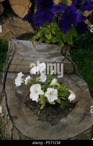 Blanc et violet petunia en souche d'arbre Banque D'Images