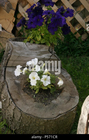 Blanc et violet petunia en souche d'arbre Banque D'Images