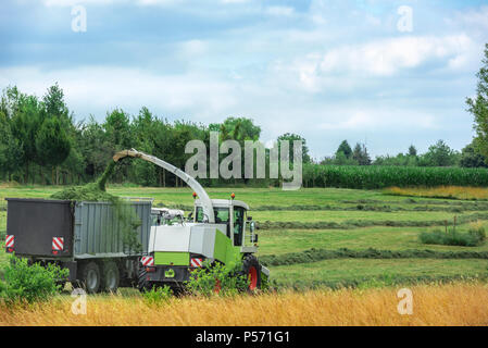 La collecte de Lucerne avec tondu un butineur automoteur et d'une remorque pour le transporter jusqu'à le silo, sur un champ agricole près de Schwabisch Hall, en Allemagne. Banque D'Images