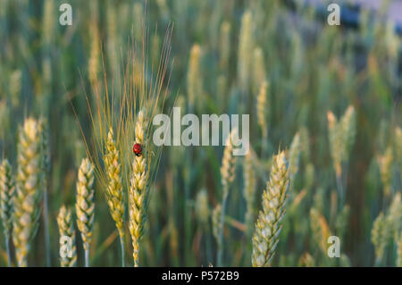 Coccinelle sur épillet de blé, les épis de blé sur le terrain Banque D'Images