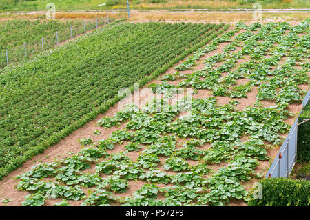 Les champs semés, culture de légumes, de jeunes pousses de plantes agricoles Banque D'Images