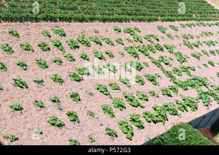 Les champs semés, culture de légumes, de jeunes pousses de plantes agricoles Banque D'Images