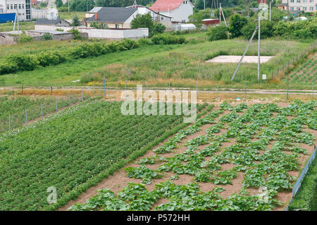 Les champs semés, culture de légumes, de jeunes pousses de plantes agricoles Banque D'Images