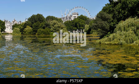 Londres, Royaume-Uni. 25 juin 2018. Royaume-uni - un couvert d'algues toxiques dans le temps chaud sur la surface du lac à St James's Park. Crédit : Stephen Chung / Alamy Live News Banque D'Images