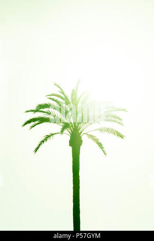 Palm (Arecaceae) contre la lumière, couleur verte, ciel clair Banque D'Images