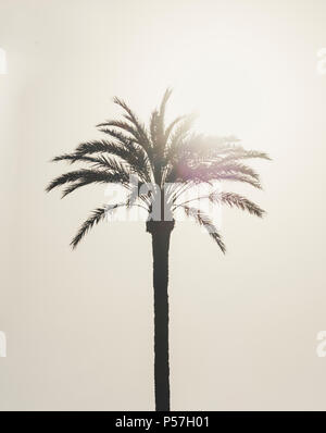 Palm (Arecaceae) contre la lumière, ciel clair Banque D'Images