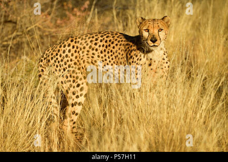 Le Guépard (Acinonyx jubatus) situés dans les hautes herbes, en Namibie Banque D'Images