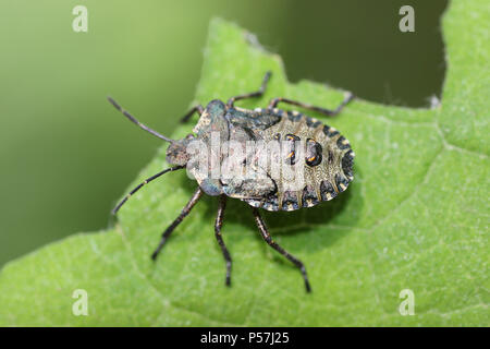 Red-legged Shieldbug alias Pentatoma rufipes Bug Forêt - dernier stade nymphe Banque D'Images